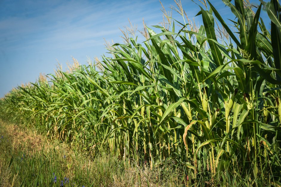 Поля кукурузы в Краснодарском крае
