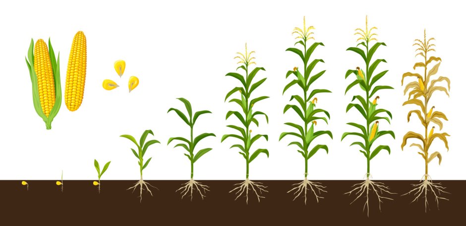 Стадии роста кукурузы