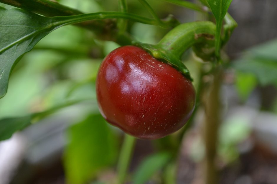 Large Red Cherry перец