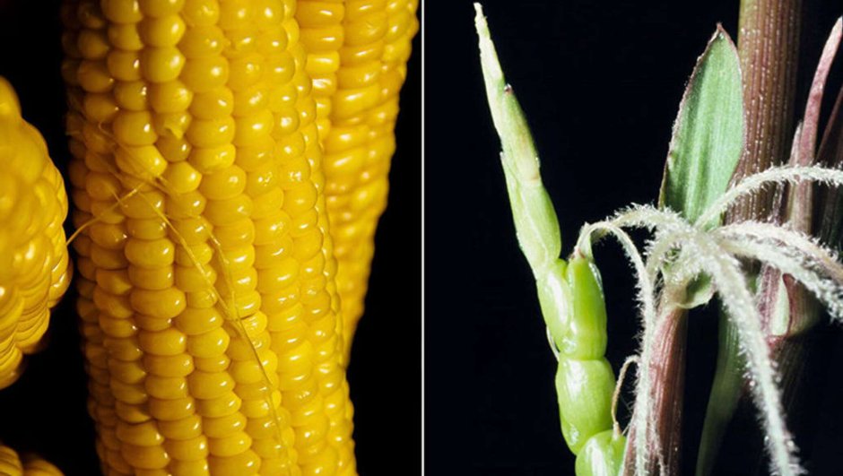 Теосинте предок кукурузы