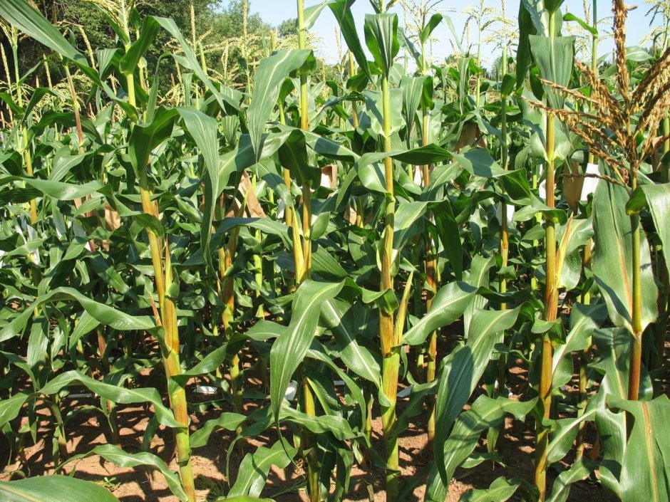 Генетика и селекция в кукурузе