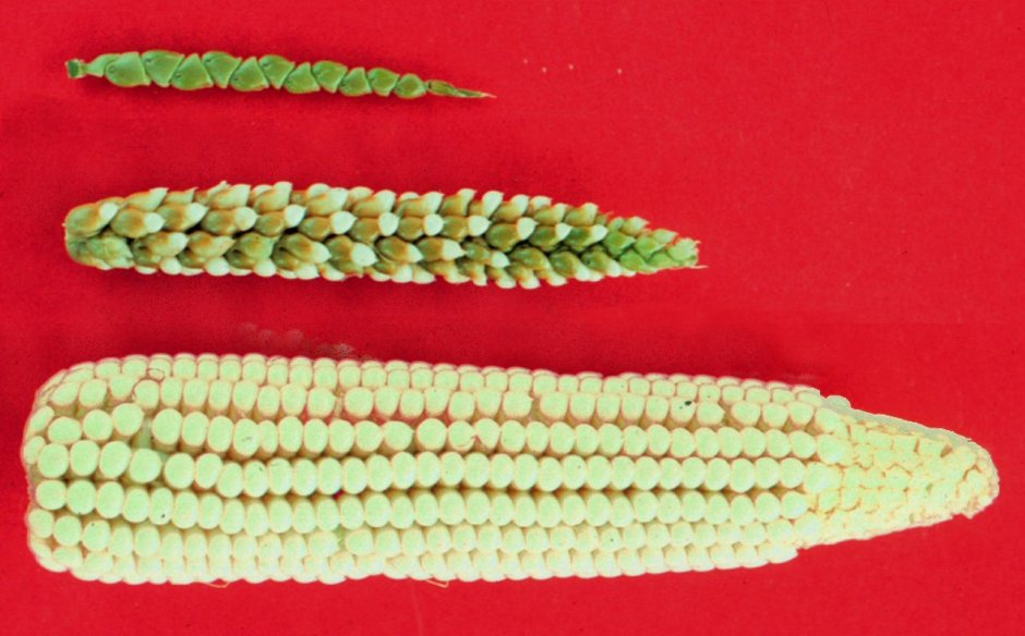 Початки кукурузы древних сортов