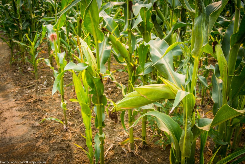 Теосинте предок кукурузы