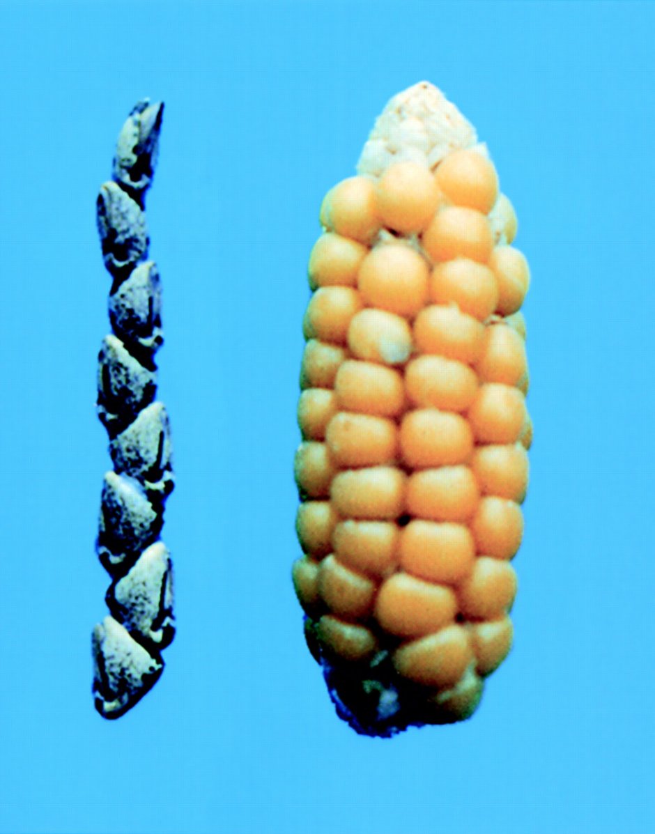 Полиплоидная кукуруза