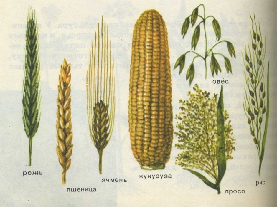 Рожь пшеница ячмень отличия