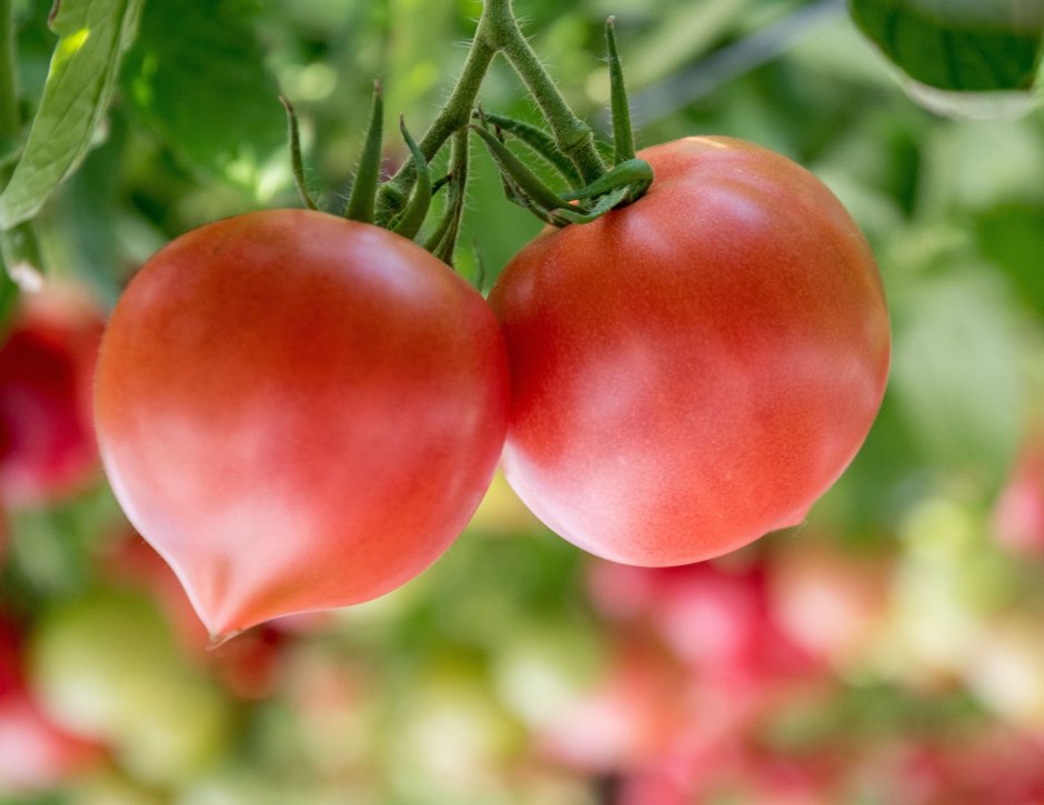 Семена томат Фиделио