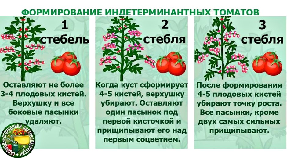 Формирование помидоров в теплице в два стебля схема