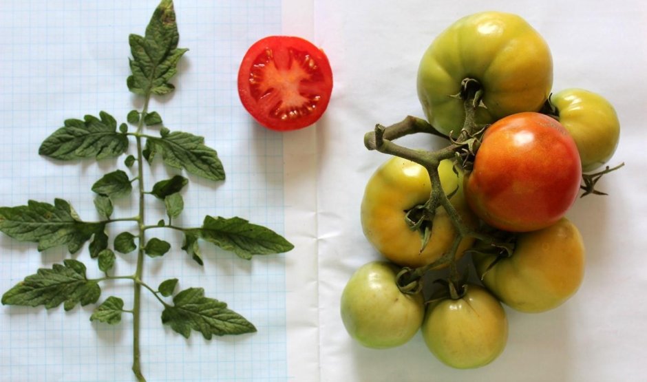 Семена томатов сорт Семеновна