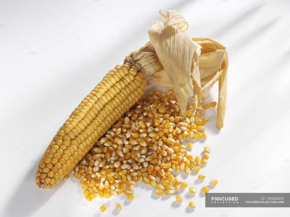 Отделение зерна от початка кукурузы