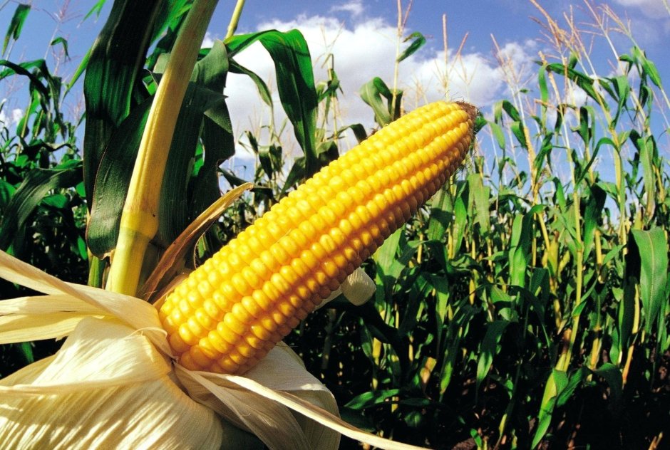 Кукуруза зерновая культура