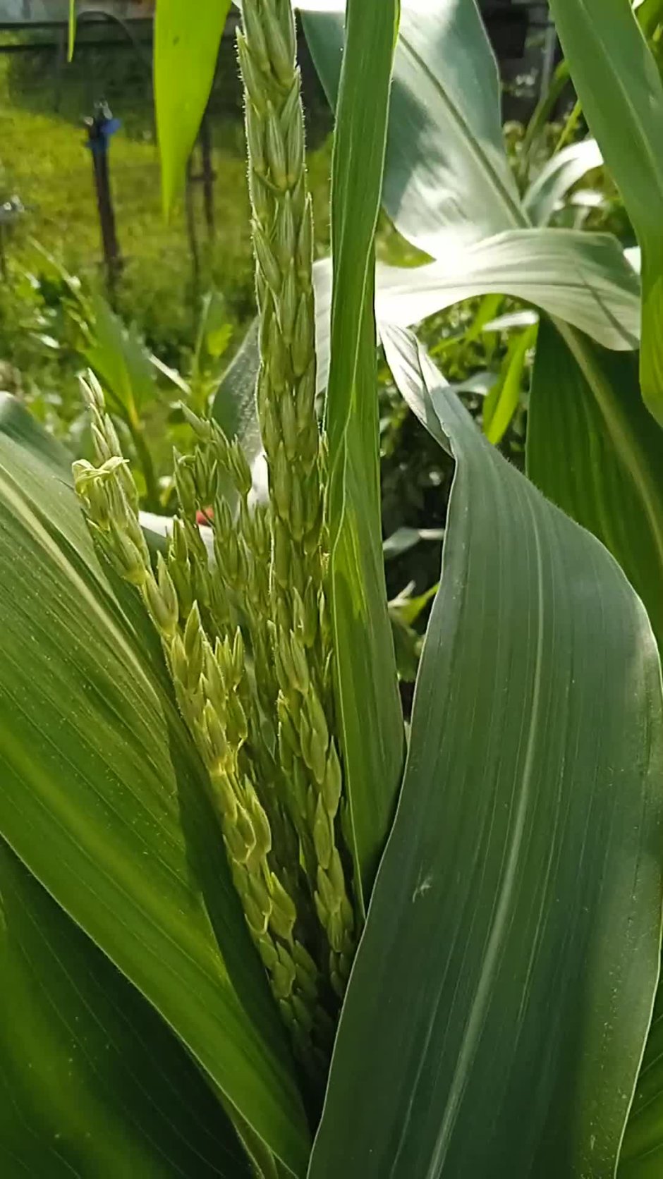 Когда цветет кукуруза