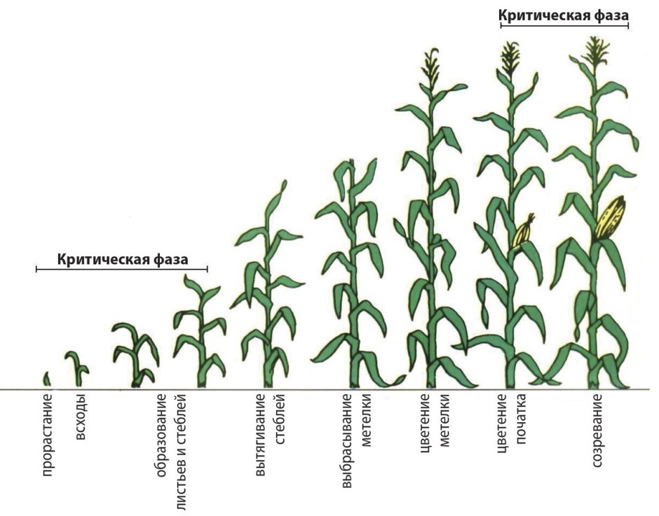 Фенологические фазы развития кукурузы