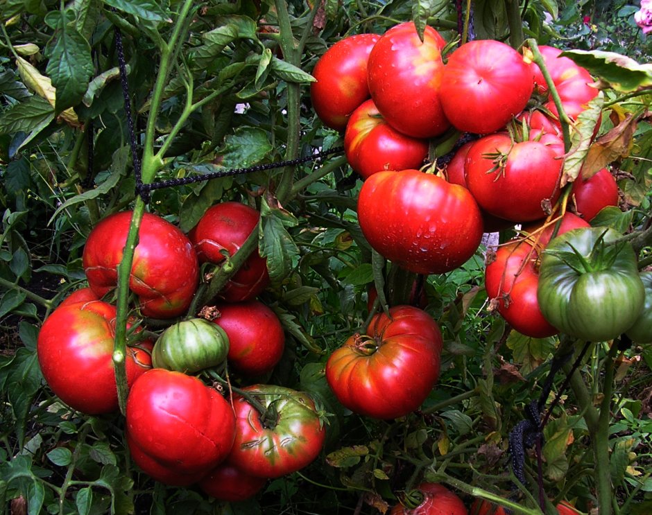 Сорт томатов зарево ф-1