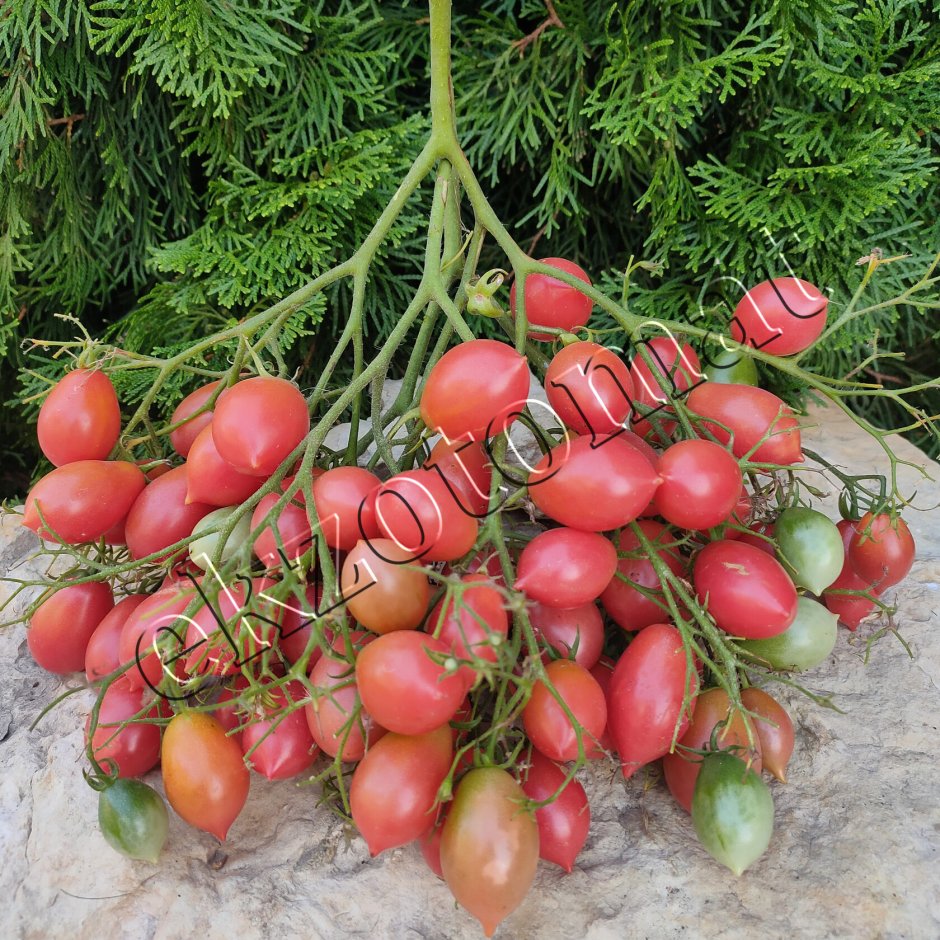 Даттерини красный томат черри