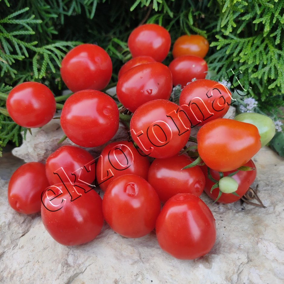 Семена томат Подснежник