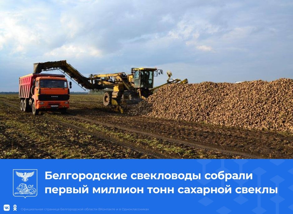 Уборка сахарной свеклы в Краснояружской зерновой компании 2022