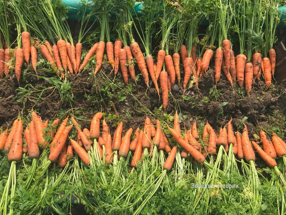 Морковь сорт Лагуна ф1