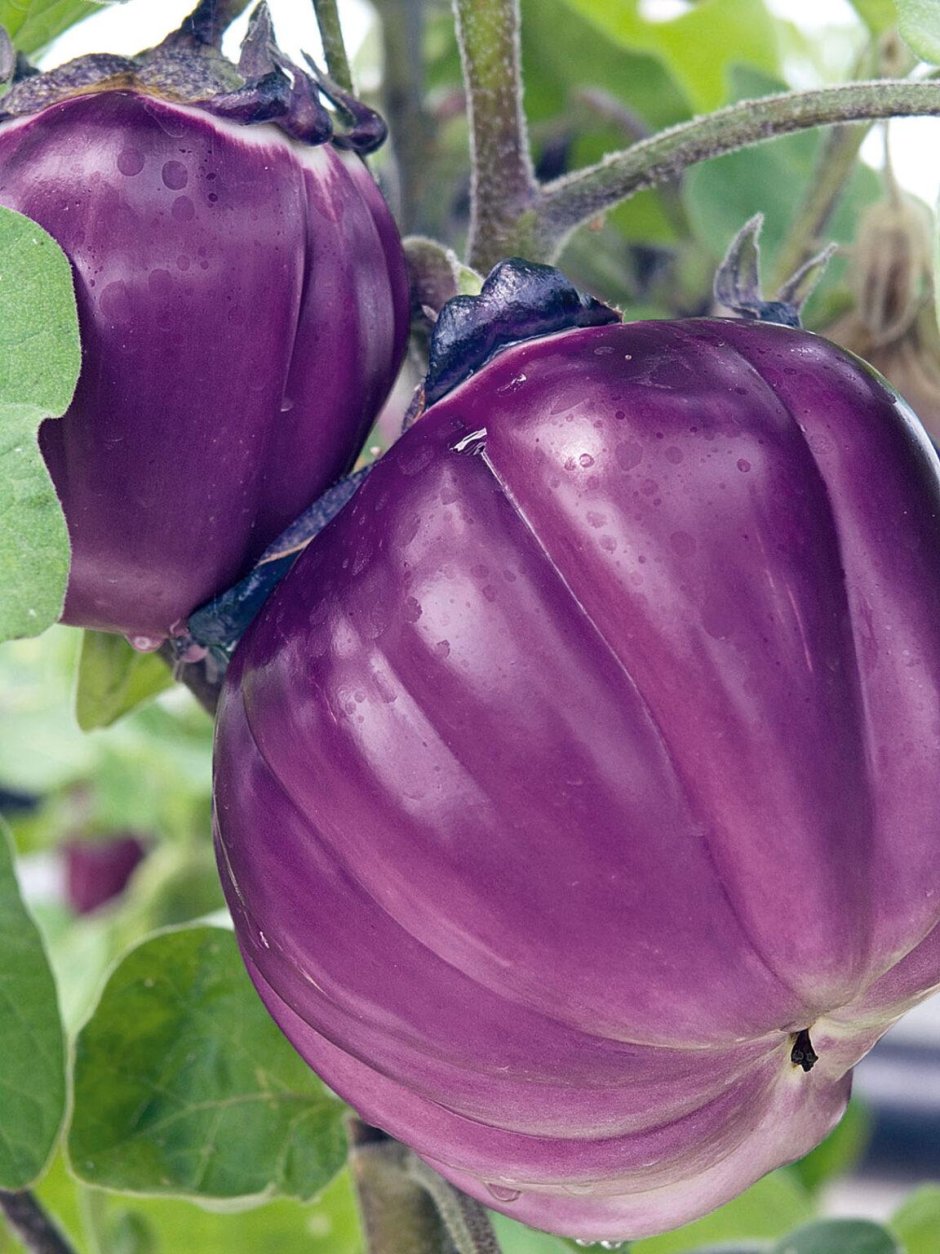 Баклажаны сорт Виолетта
