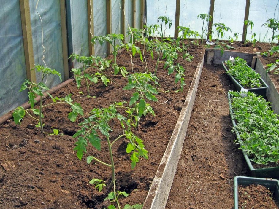 Высаживание помидоров в теплице