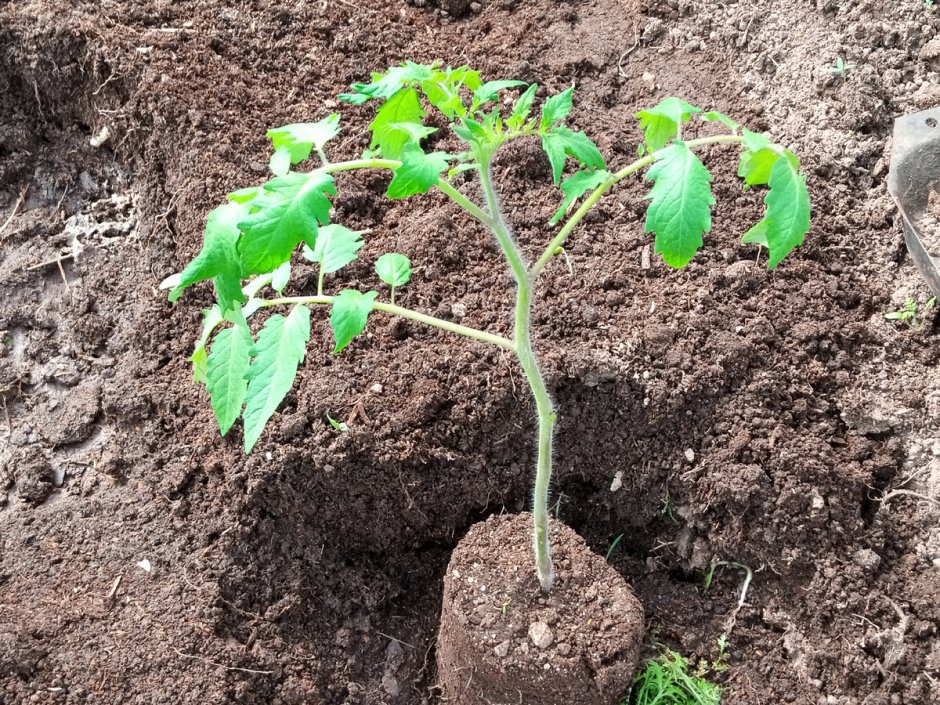 Высадить помидоры в грунт
