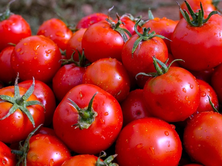 Генномодифицированные помидоры