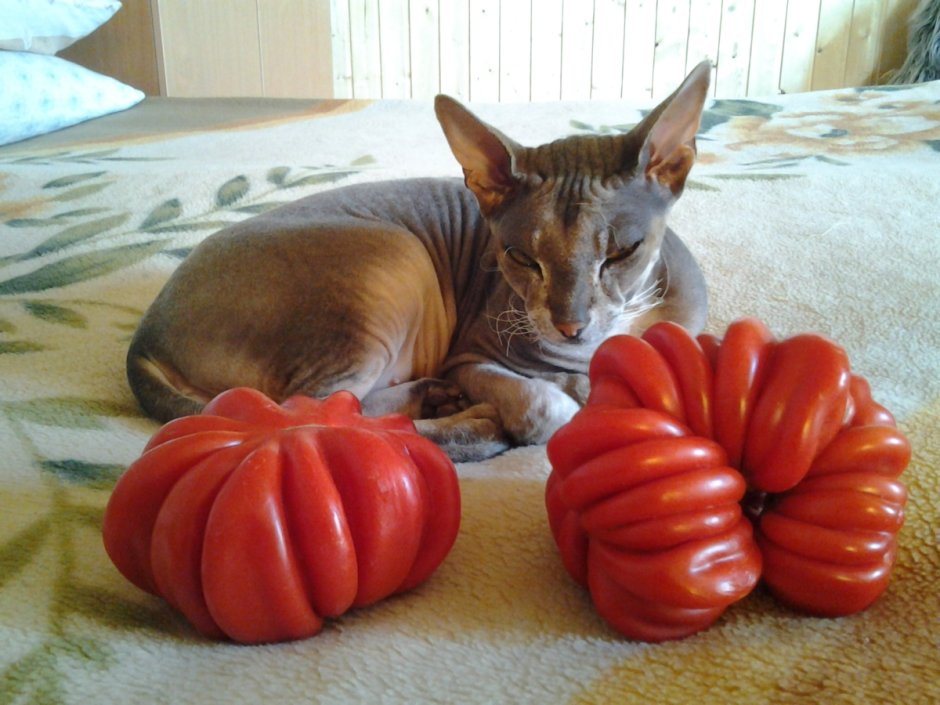 Коты и помидоры