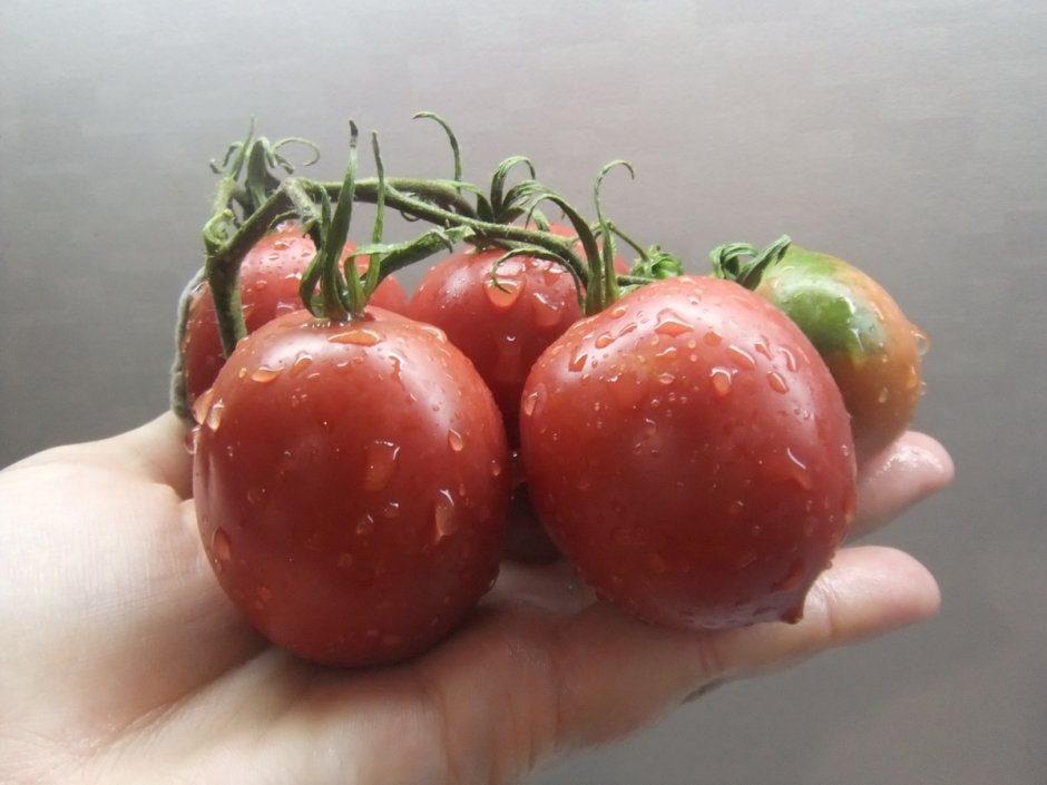 Сорт томатов Сызранская скороспелка