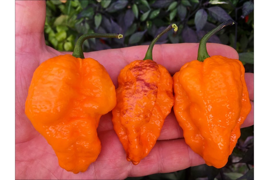 Bhut Jolokia Orange