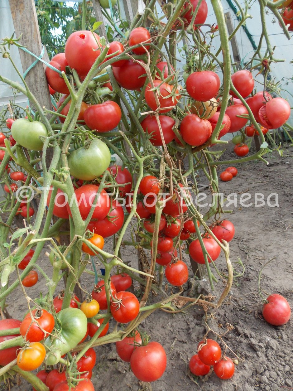Сорт томатов Сызранская скороспелка