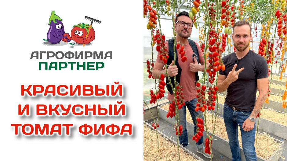 Блокин-Мечталин Василий о помидорах