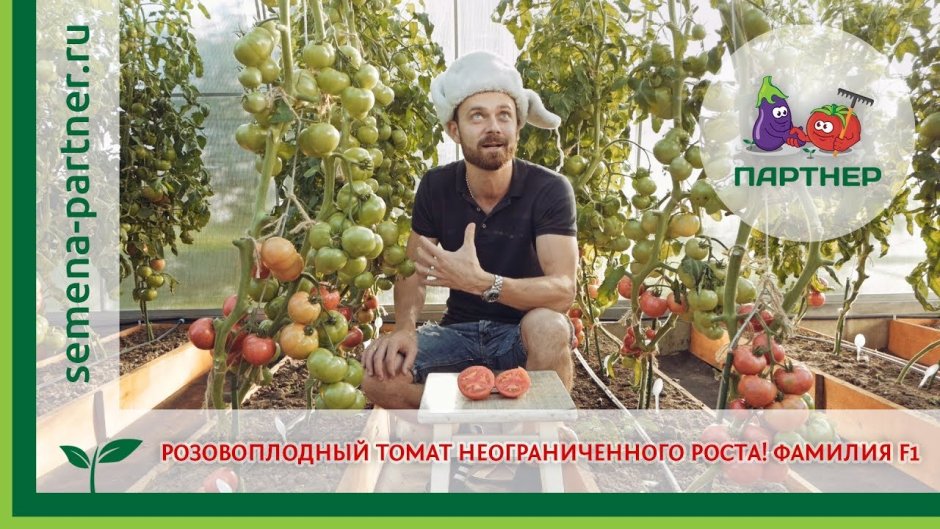 Мечталин томат партнер