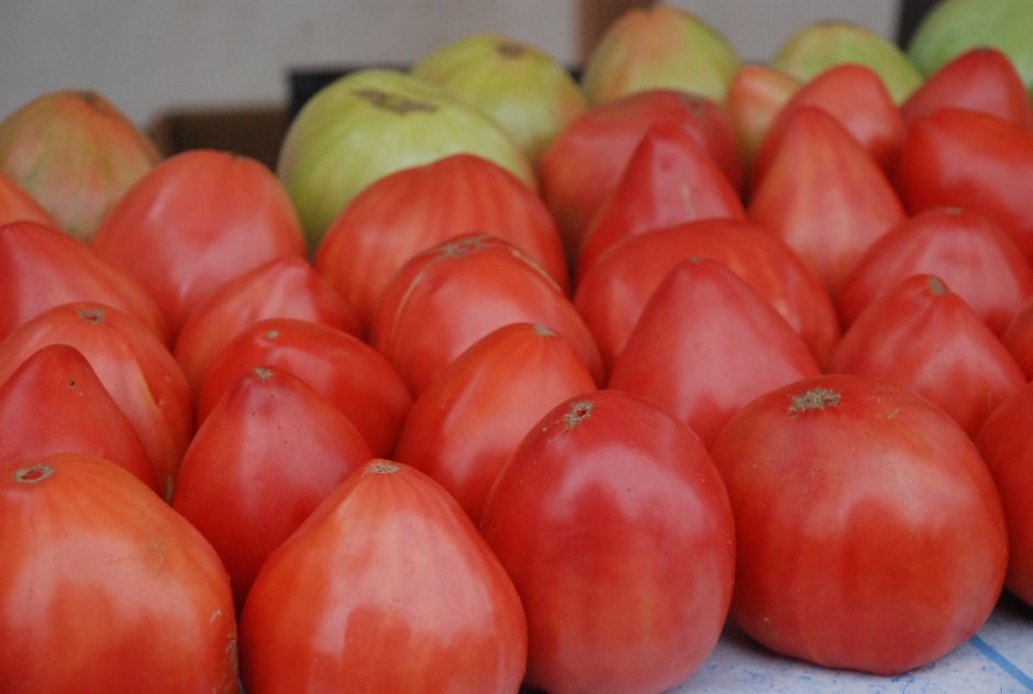 Минусинские помидоры сорта