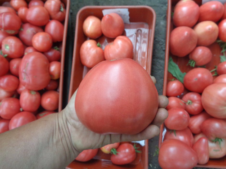 Сорт помидор батяня