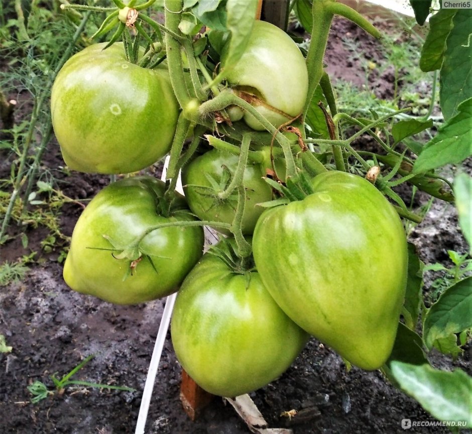 Сорт томата батяня