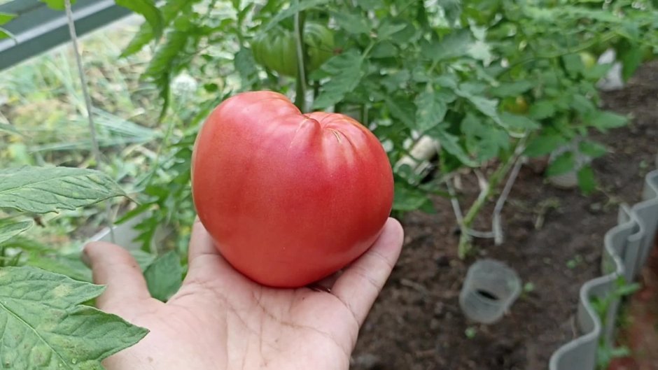 Семена томат Абаканский розовый