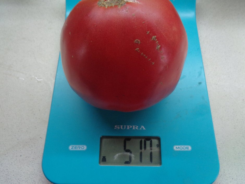 Вес помидоры батяня