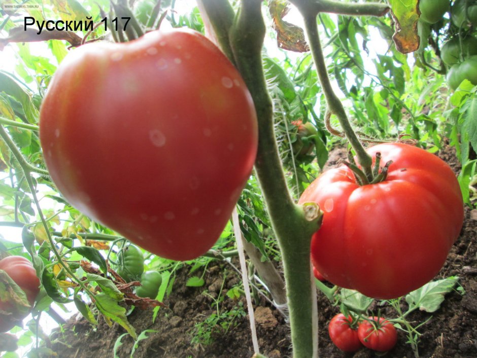 Семена томат батяня