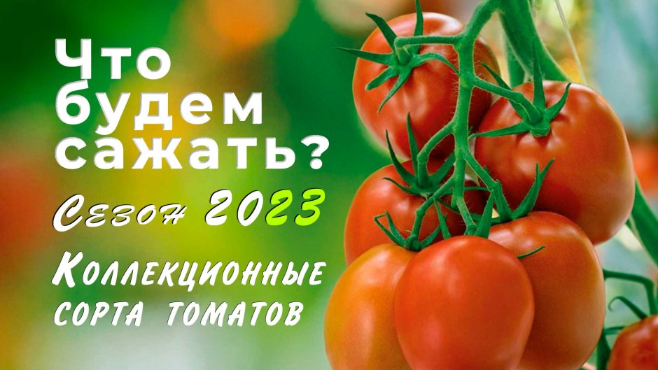 Семена томатов на 2023 год