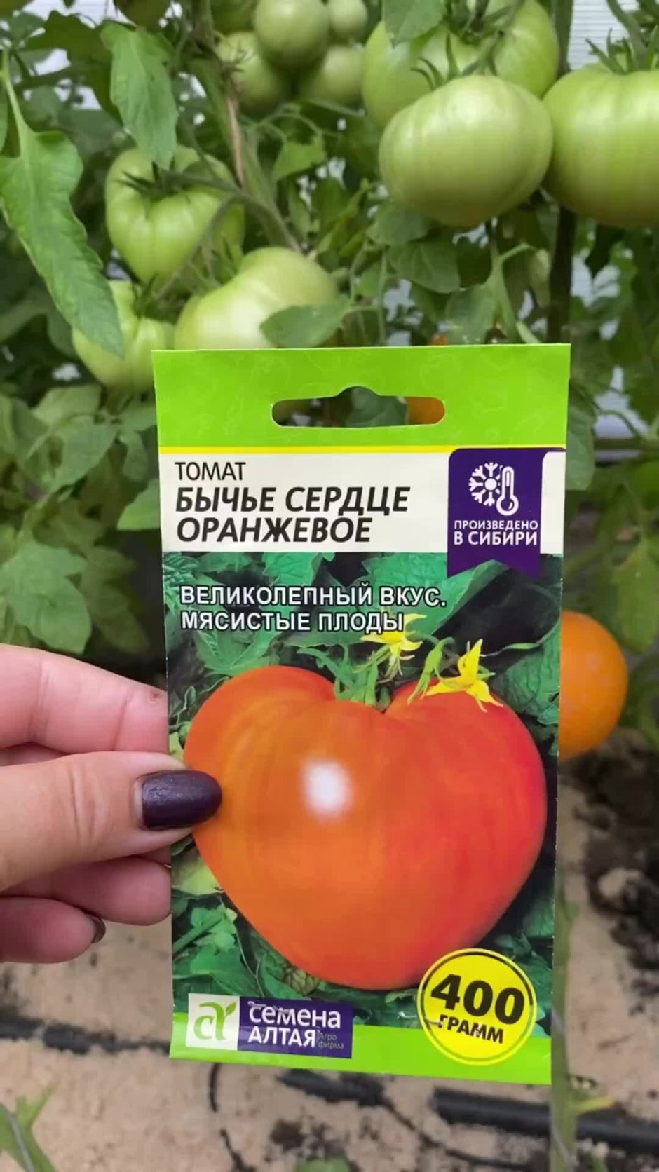 Семена помидоров Агрофирмы Сибирский сад