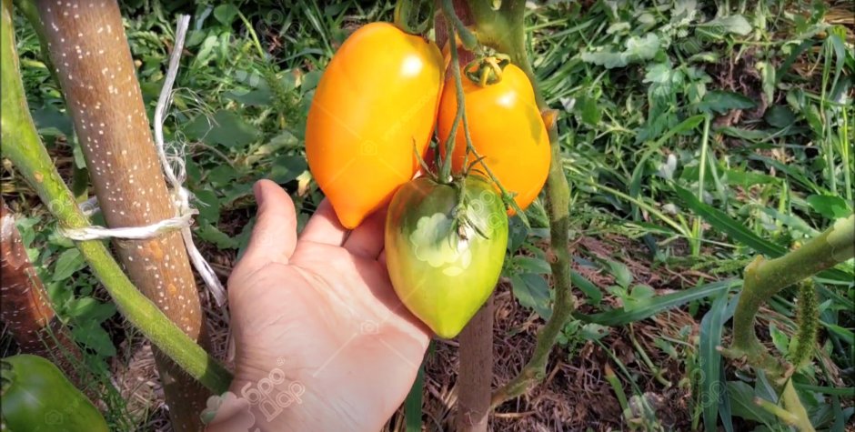 Томатило томаты сорта урожайные