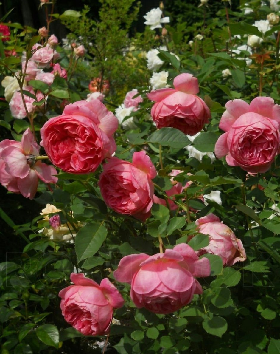 Роза английская Боскобель
