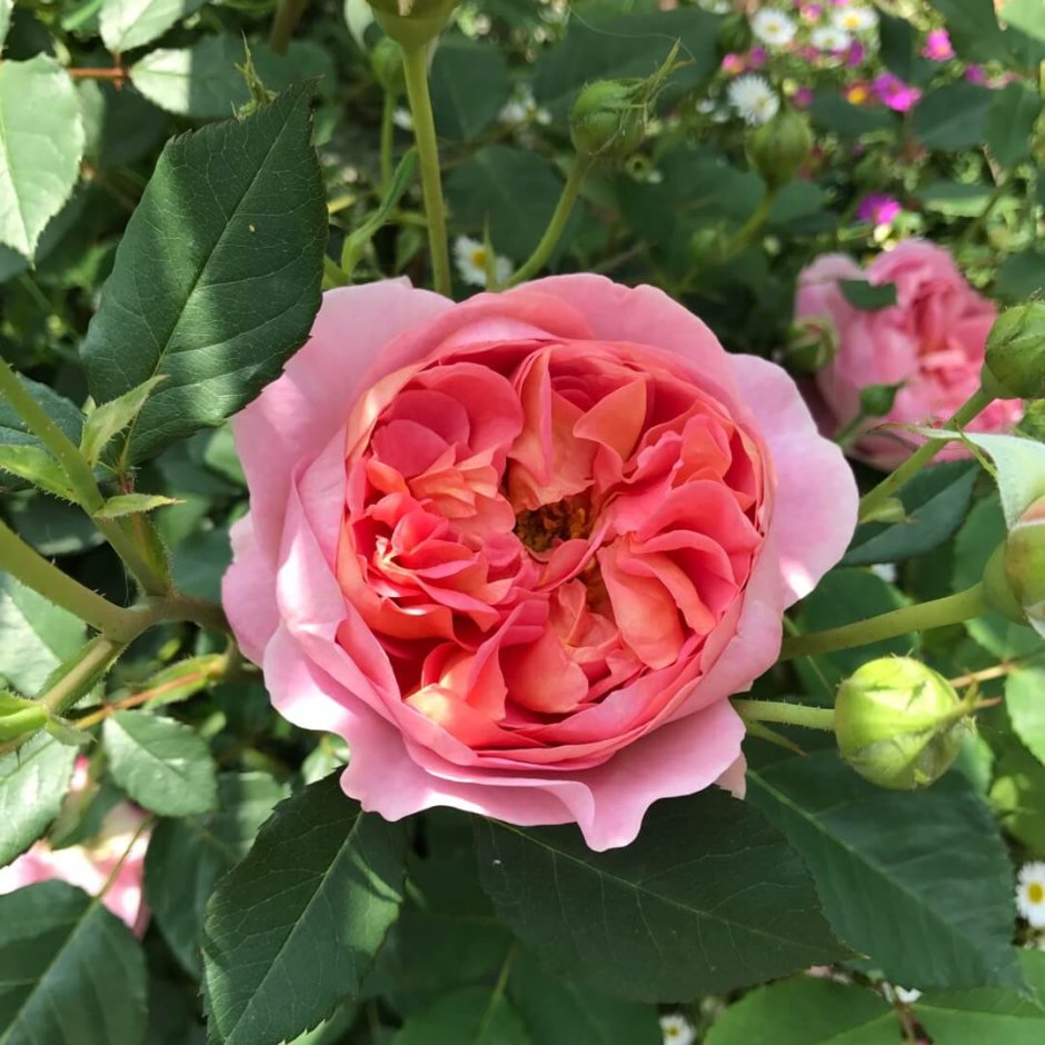 Rosa (роза) Boscobel