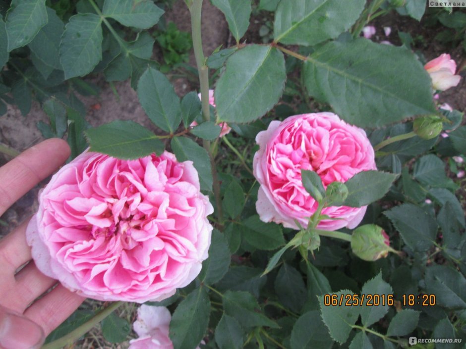 Боскобель роза Остина