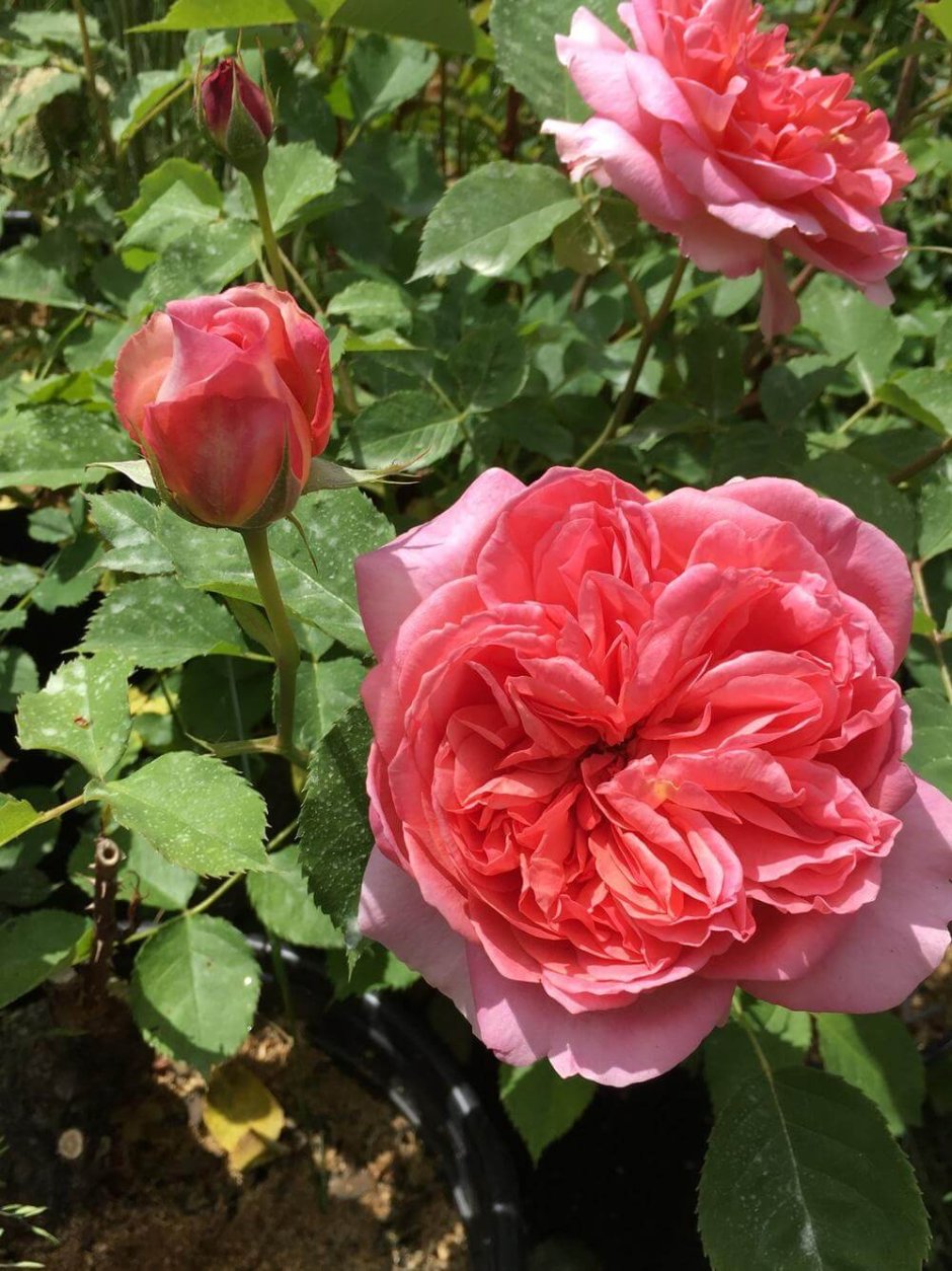 Rosa (роза) Boscobel
