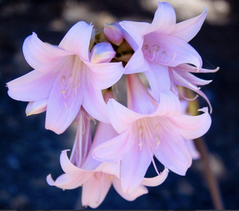 Амариллис белладонна цветок комнатный