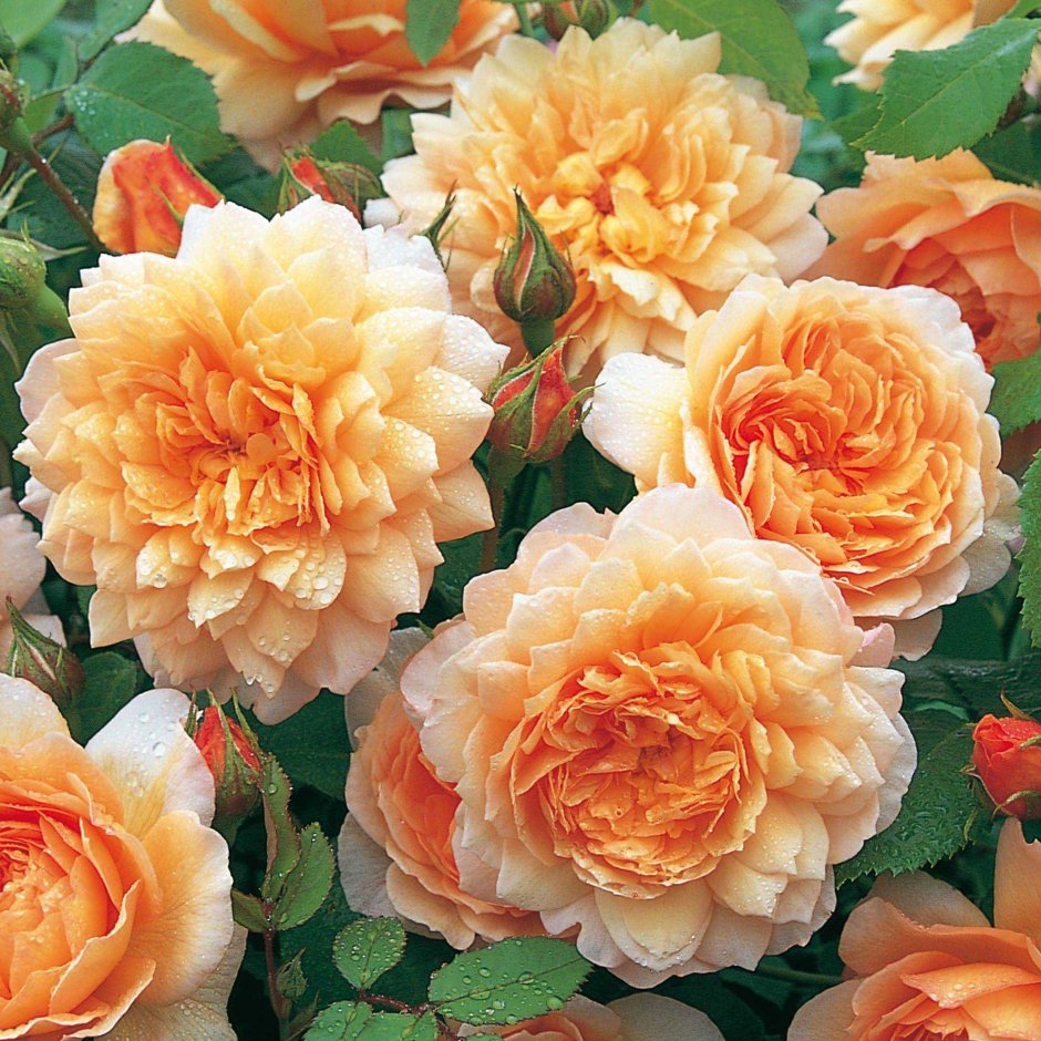 Английские розы Grace "Грейс"