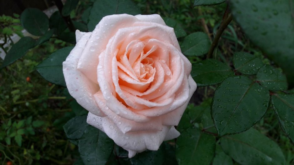 Роза Осиана чайно-гибридная роза