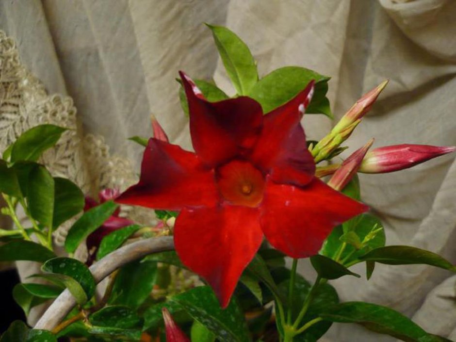 Цветок Лиана дипладения