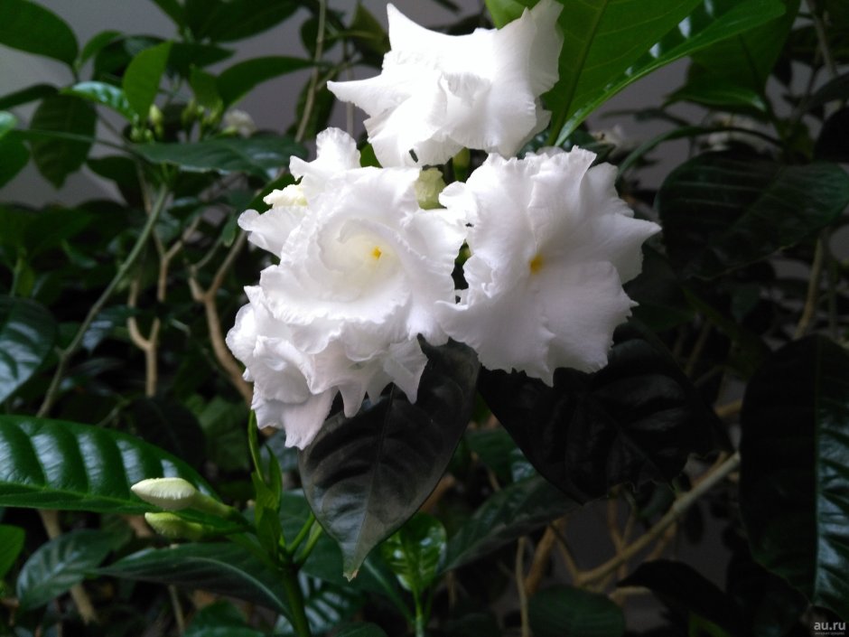 Цветок Табернемонтана Сананго