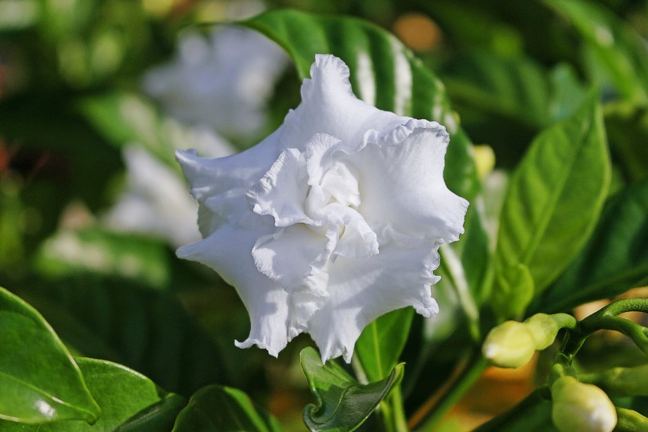 Цветок Гардения жасминовидная